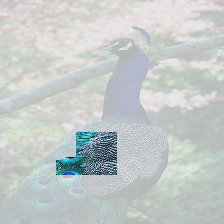 peacock 3