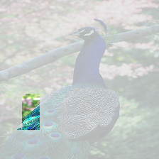 peacock 2