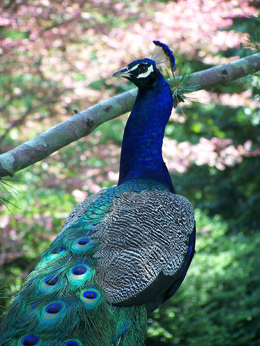 peacock