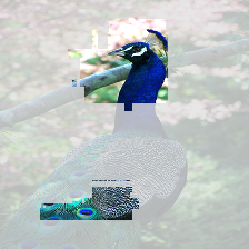peacock 1